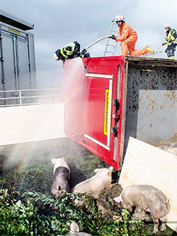 Olycka med gristransport Olycka med gristransport